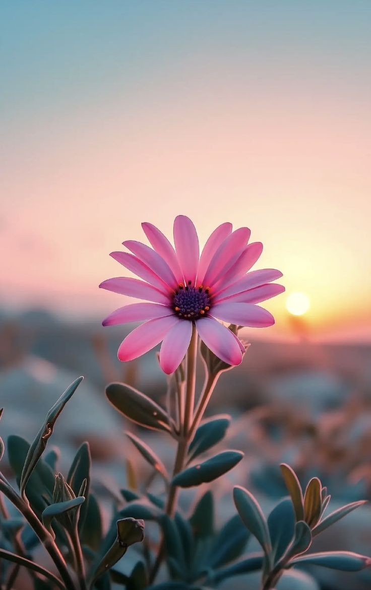 flower wallpaper