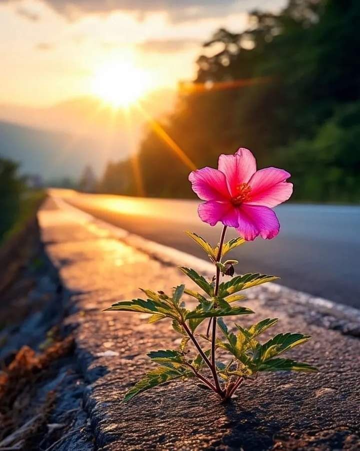 flower wallpaper